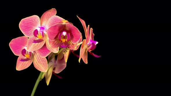 Blooming Red Orchid Phalaenopsis Flower