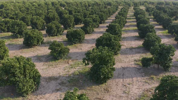 Close Up Rows of Young Olive Trees Growing on Plantation