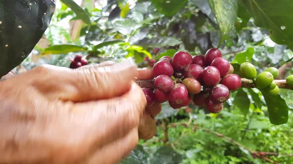 Man picking coffee from his farm