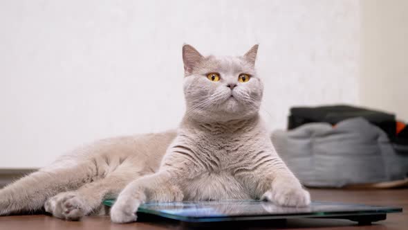Large Fat Gray Cat Washes Wool with Tongue While Sitting on an Electronic Scale
