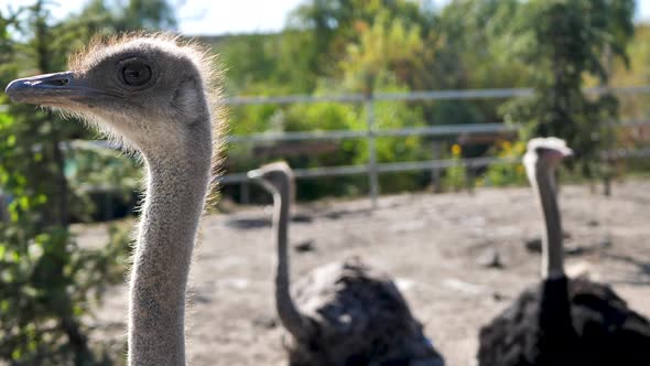 Ostriches Walk in the Paddock