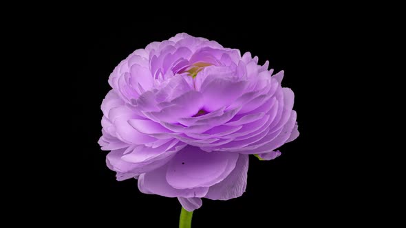 Beautiful Velvet Violet Ranunculus Blooming on Black Background