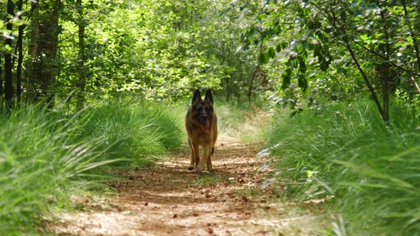 German Shepard walking down a forest trail towards the camera while panting with its tough out