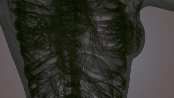 3D MRI Woman Body Scan alt