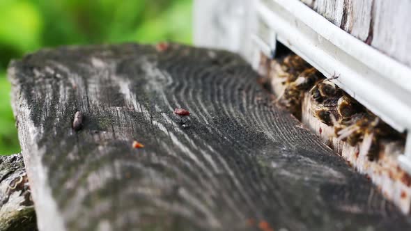 Bees Working on Beehive Macro