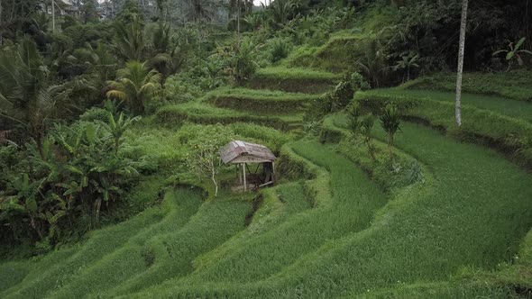 Rice Terraces on Bali Island, Aerial Shot