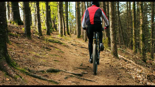 Mountain biker riding bicycle in forest