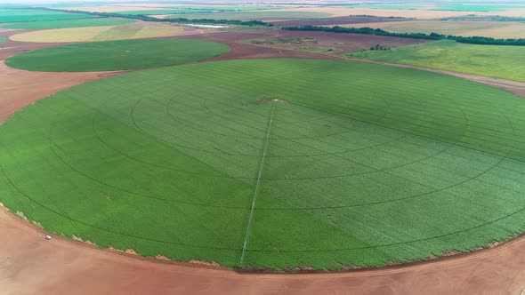 Potato Field Irrigated By Pivot Sprinkler System