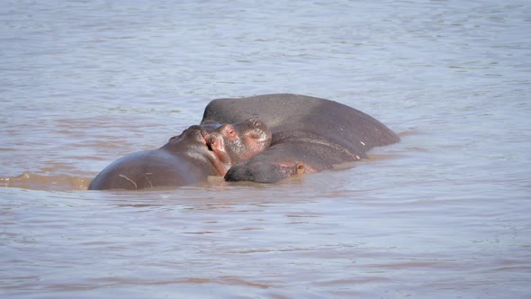 Baby And Mother Hippopotamus Relax Together In The River African Reserve