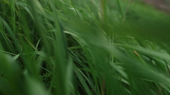 This Is Green Wheat Field. Wind Moves The Grass.