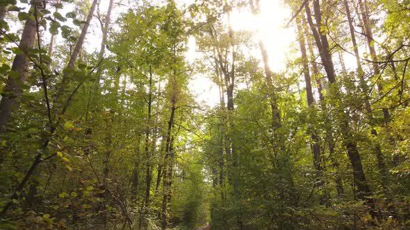 Forest with Trees in an Autumn Day