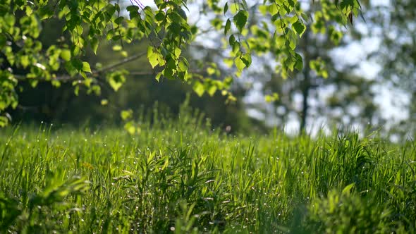 Spring Meadow with Fresh Green Grass and Tree Leaves. Sliding  Shot at Sunset Lights