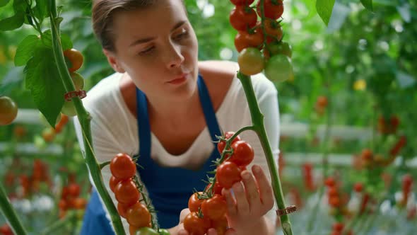 Agricultural Worker Harvesting Red Fresh Tomatoes Branches in Sunny Greenhouse