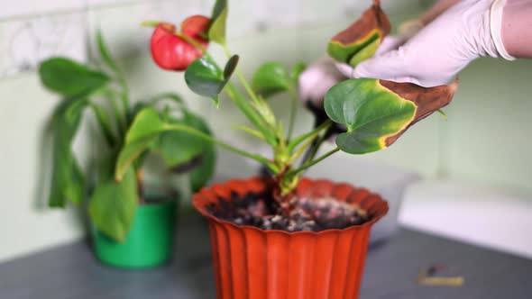 Cutting off dry leaves of the anthurium houseplant