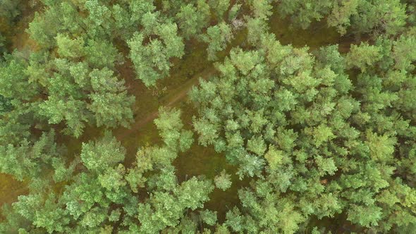 AERIAL: Rotating Top Down Shot of Siberia Forest Road with Green Pines