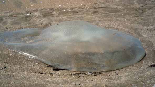 Giant Jellyfish on the Beach