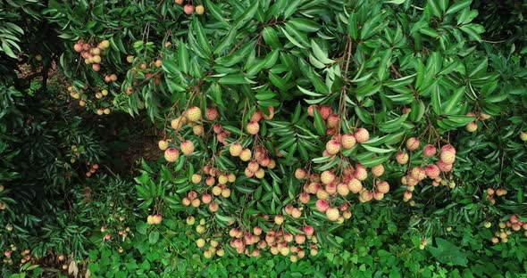 Aerial view of red lychee fruits growing on tree