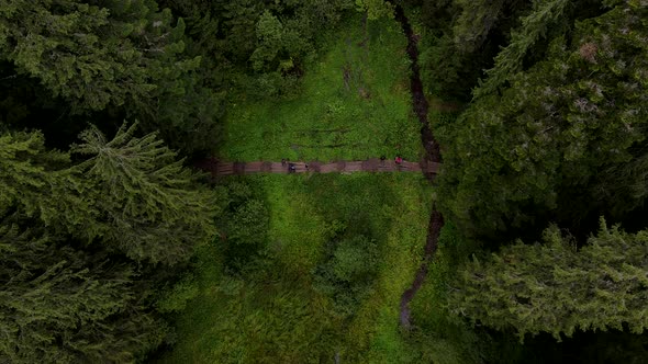 Overhead View of Hiking Trail in Forest