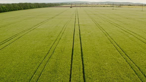 Aerial Drone View Flight Over Green Blooming Field of Rapeseed with Lines From Tractor Tracks on