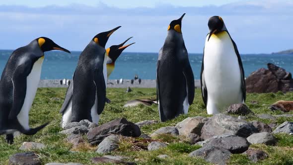 King Penguins on the Beach in South Georgia