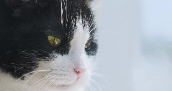 Closeup Black White Cat Face Looking Out Window