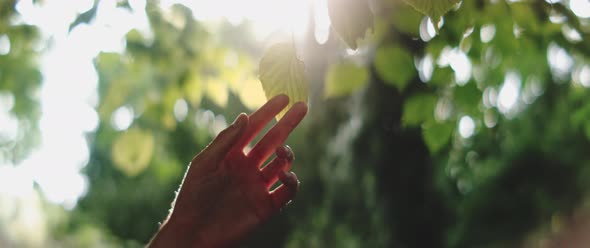 Man reaches towards leaves