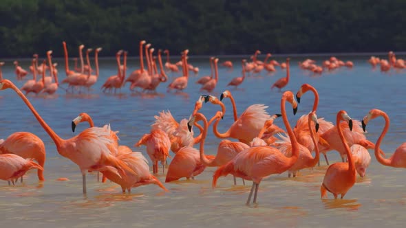 Gorgeous Pink Flamingos on the Lake