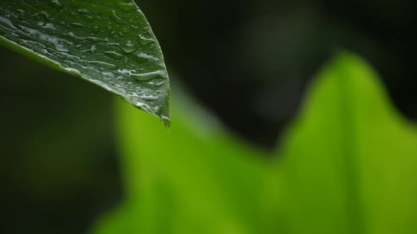 Rain falling to green leaf