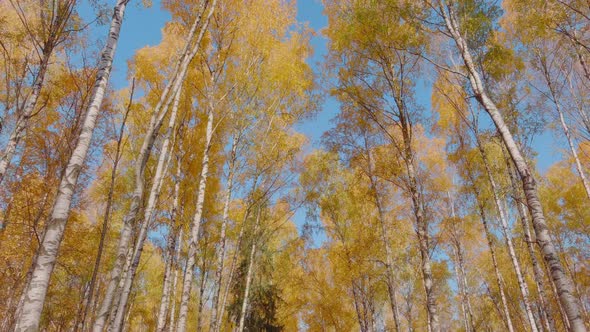 Drone Flight in the Forest in Golden Autumn the Camera is Directed Upwards Blue Sky Treetops From