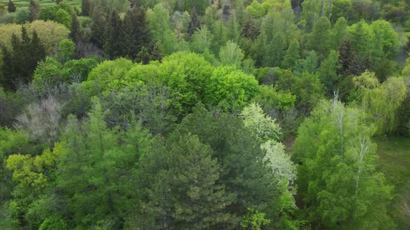 Aerial View of Coniferous Trees on a Green Meadow in the Park