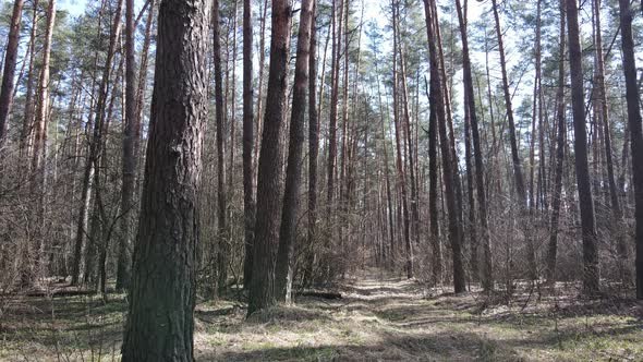 Forest Landscape Aerial View Slow Motion