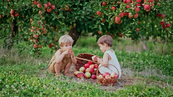 Adorable Toddlers Boys Eating Ripe Yummy Apple Near Basket
