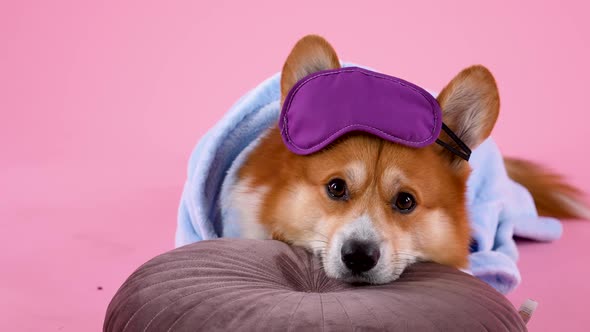 Pembroke Welsh Corgi Lies with His Head Resting on a Pillow in the Studio on a Pink Background