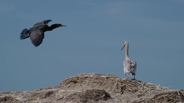 Young Dalmatian Pelican or Pelecanus Crispus in a Wild