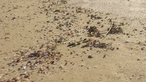 A crab running along the beach in slow motion.