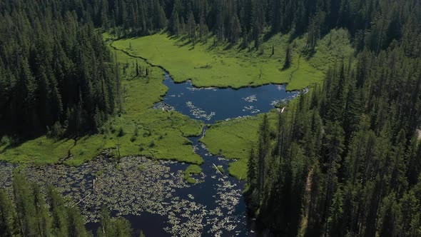 Aerial drone flying over swampland.