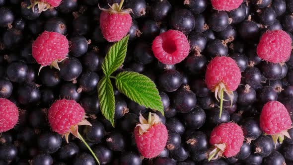 Raspberry Blackcurrants