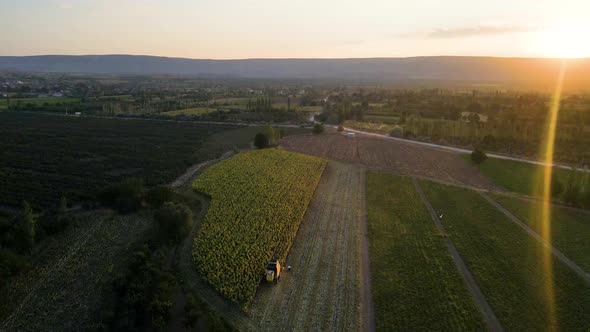 Harvesting Sunflowers Growing in a Farmer's Field