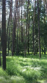 Vertical Video of a Forest with Trees