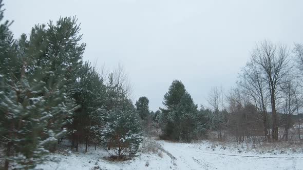 Fast Flight Along the Road Surrounded By Snowcovered Pine Trees