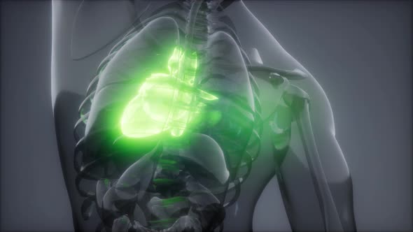 Human Heart Radiology Exam alt