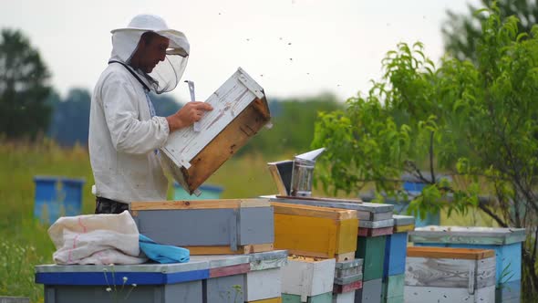 Beekeeper pulled off wooden frame from beehive and cleans in with special brush.