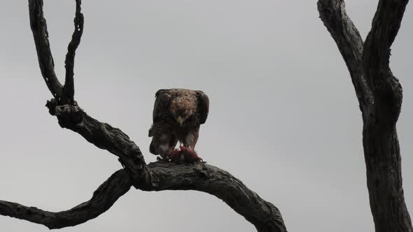 Close view of tawny eagle feeding on its prey on bare tree branch