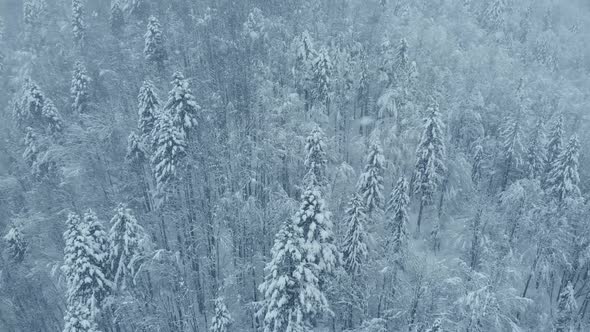 Aerial shot: spruce and pine winter forest completely covered by snow.