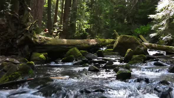 Slowly following upstream a rapidly flowing river in lush green forest, aerial FPV