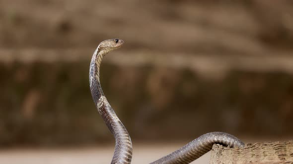 Indian Spectacled Cobra Snake Venomous with Its Hood  Lat