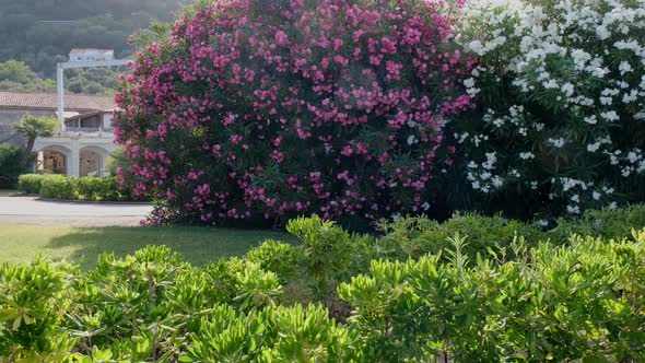 Beautiful Green Park with Blooming Oleander Near the Island of Sveti Stefan