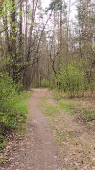 Vertical Video of the Small Road in the Forest During the Day