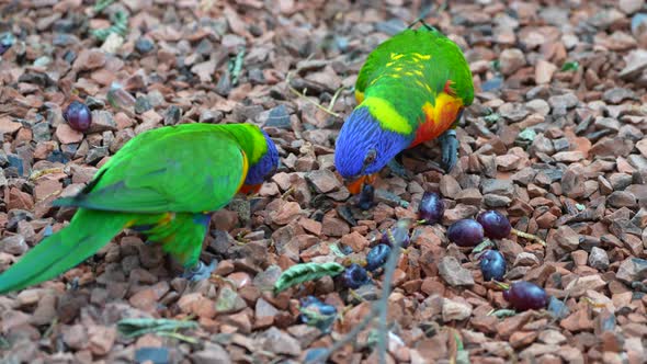 Close up shot of pretty colorful lori parrots pecking food of ground,slow motion