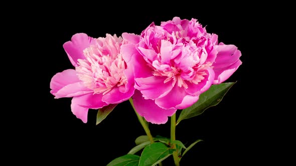 Time Lapse of Two Beautiful Pink Peony Flowers Blooming